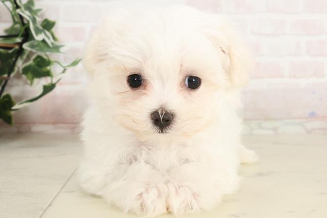 兵庫県のマルチーズ (Coo&RIKU尼崎店/2025年3月20日生まれ/女の子/ホワイト)の子犬