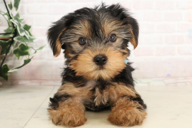 兵庫県のヨークシャーテリア (Coo&RIKU丹波店/2025年3月20日生まれ/男の子/スチールブルータン)の子犬