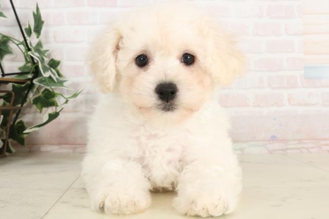 兵庫県のビションフリーゼ (Coo&RIKU丹波店/2025年3月20日生まれ/男の子/ホワイト)の子犬