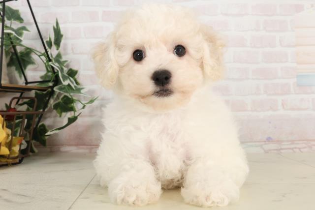 兵庫県のビションフリーゼ (Coo&RIKU神戸東灘店/2025年3月20日生まれ/女の子/ホワイト)の子犬