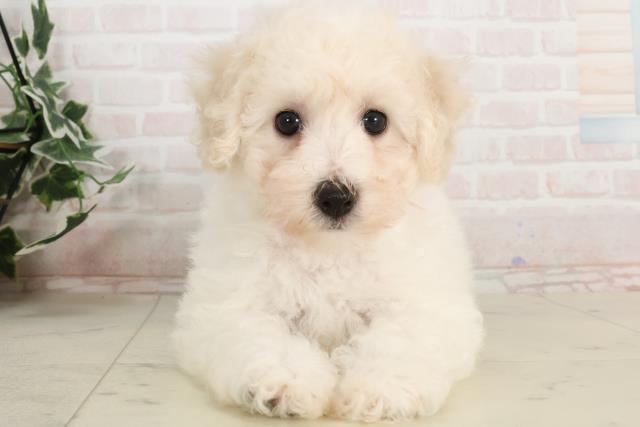 兵庫県のビションフリーゼ (Coo&RIKU明石店/2025年3月20日生まれ/女の子/ホワイト)の子犬