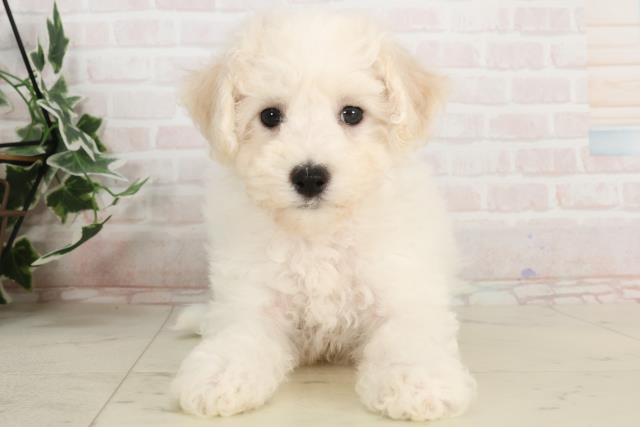 京都府のビションフリーゼ (Coo&RIKU京都店/2025年3月20日生まれ/女の子/ホワイト)の子犬