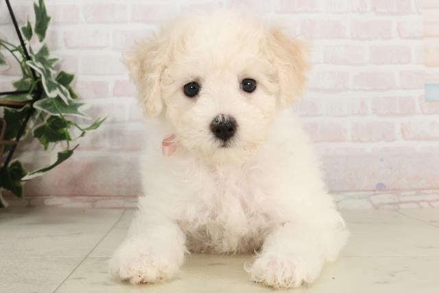 大阪府のビションフリーゼ (Coo&RIKU天王寺店/2025年3月20日生まれ/女の子/ホワイト)の子犬