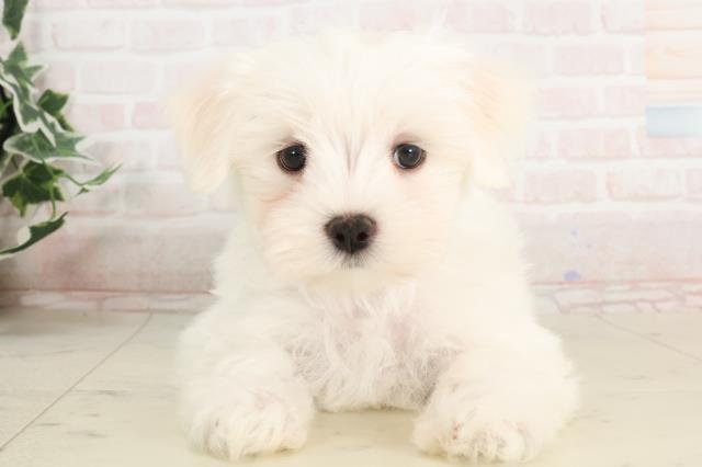 兵庫県のマルチーズ (Coo&RIKU明石店/2025年3月21日生まれ/男の子/ホワイト)の子犬