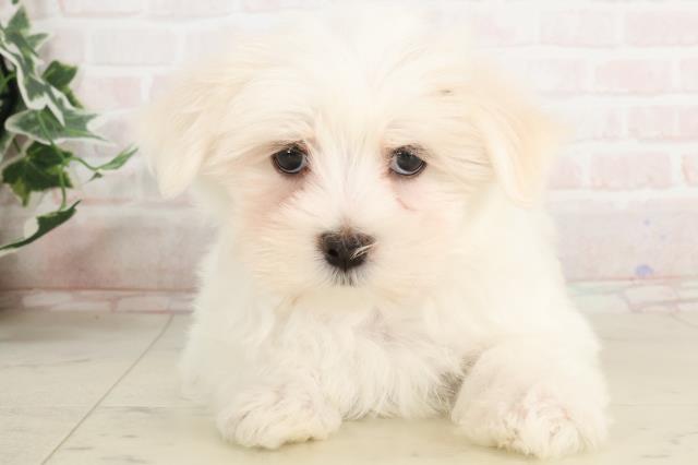 愛媛県のマルチーズ (Coo&RIKU愛媛松山店/2025年3月21日生まれ/女の子/ホワイト)の子犬