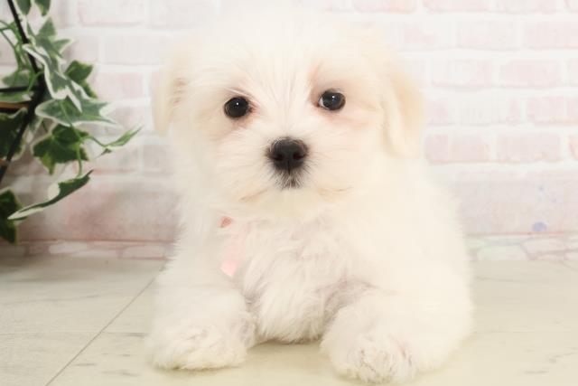 大阪府のマルチーズ (Coo&RIKU阿倍野店/2025年3月21日生まれ/女の子/ホワイト)の子犬