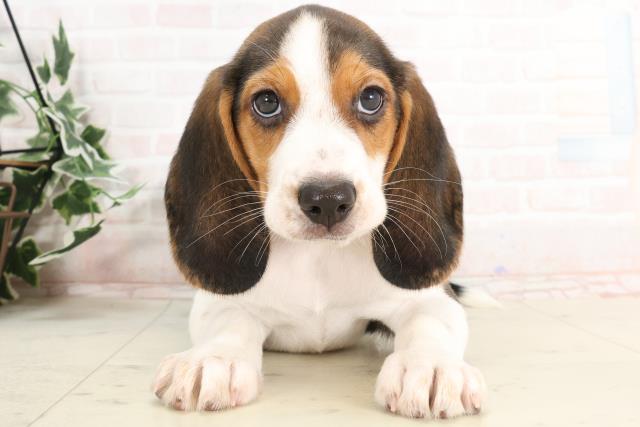 兵庫県のビーグル (Coo&RIKU神戸東灘店/2025年3月21日生まれ/男の子/ハウンドカラー)の子犬