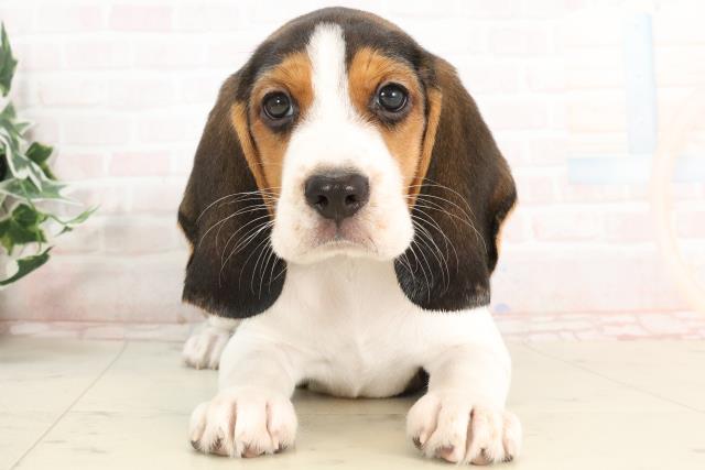 兵庫県のビーグル (Coo&RIKU伊丹店/2025年3月21日生まれ/男の子/ハウンドカラー)の子犬