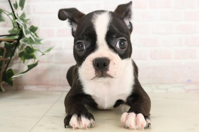 兵庫県のボストンテリア (Coo&RIKU尼崎店/2025年3月21日生まれ/男の子/ボストンカラー)の子犬