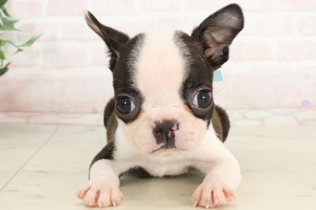 大阪府のボストンテリア (Coo&RIKU梅田店/2025年3月21日生まれ/男の子/ボストンカラー)の子犬