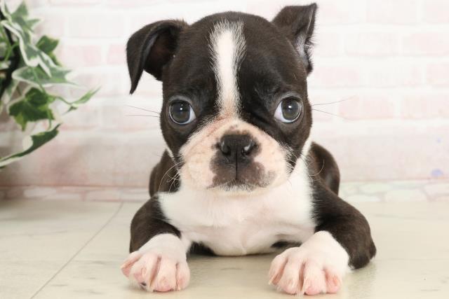 兵庫県のボストンテリア (Coo&RIKU神戸三宮店/2025年3月21日生まれ/男の子/ボストンカラー)の子犬