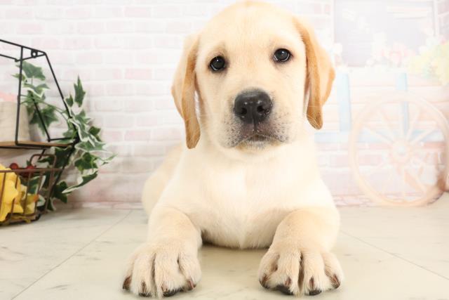 兵庫県のラブラドールレトリーバー (Coo&RIKU神戸東灘店/2025年3月19日生まれ/男の子/イエロー)の子犬