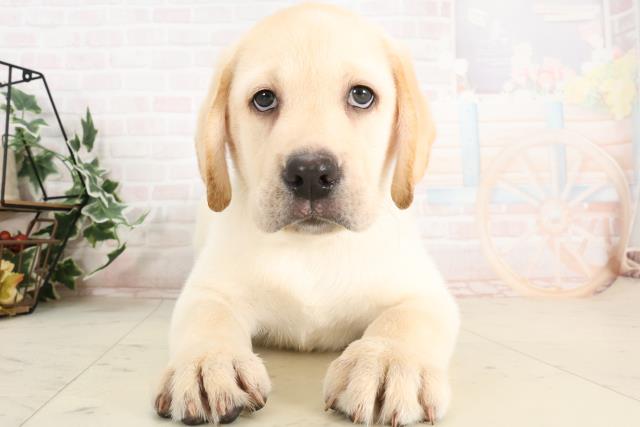 兵庫県のラブラドールレトリーバー (Coo&RIKU明石店/2025年3月19日生まれ/男の子/イエロー)の子犬