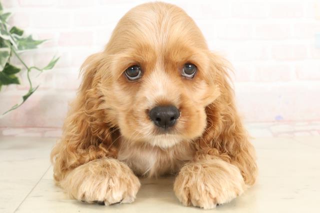 兵庫県のアメリカンコッカースパニエル (Coo&RIKU丹波店/2025年3月22日生まれ/男の子/バフ)の子犬