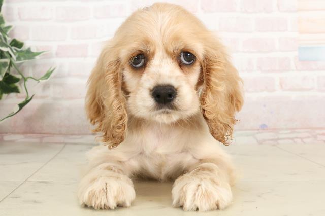 京都府のアメリカンコッカースパニエル (Coo&RIKU舞鶴店/2025年3月22日生まれ/女の子/バフ)の子犬
