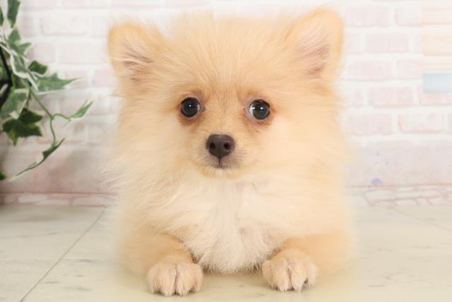 京都府のポメラニアン (Coo&RIKU京都店/2025年2月24日生まれ/男の子/クリーム)の子犬