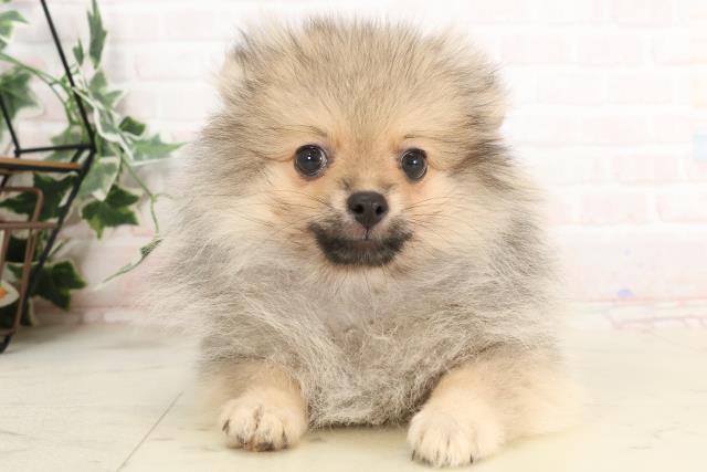 山口県のポメラニアン (Coo&RIKUサンパークあじす店/2025年2月24日生まれ/男の子/ウルフセーブル)の子犬