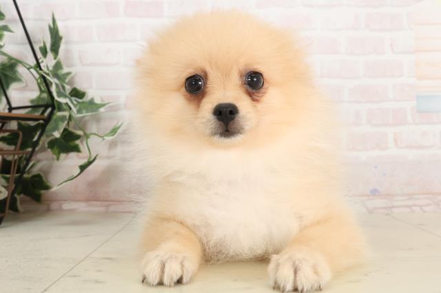 鹿児島県のポメラニアン (Coo&RIKU鹿屋店/2025年2月24日生まれ/女の子/クリーム)の子犬