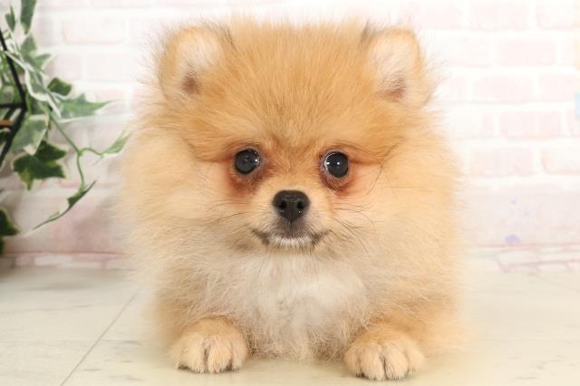 徳島県のポメラニアン (Coo&RIKU徳島店/2025年2月24日生まれ/女の子/オレンジ)の子犬