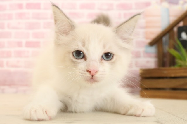 岡山県のラグドール (Coo&RIKU岡山店/2025年3月10日生まれ/男の子/シールリンクスポイントバイカラー)の子猫