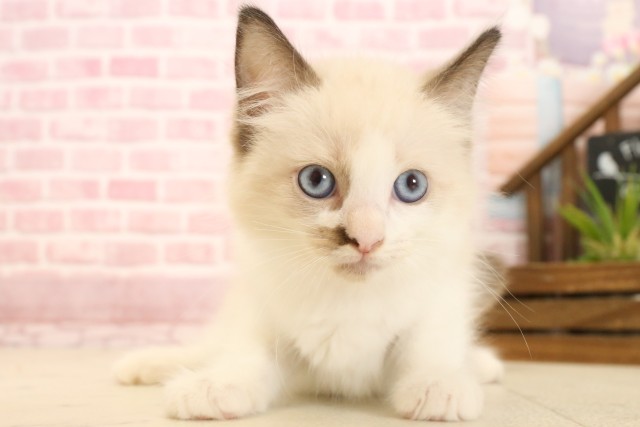 徳島県のラグドール (Coo&RIKU徳島店/2025年3月19日生まれ/女の子/シールポイントバイカラー)の子猫