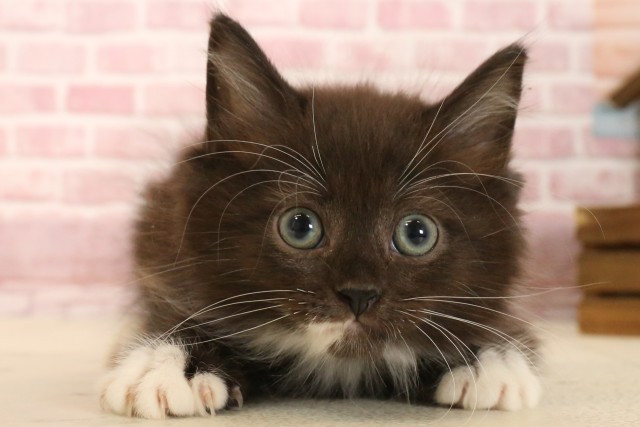鹿児島県のラガマフィン (Coo&RIKU鹿児島店/2025年3月14日生まれ/男の子/ブラックホワイト)の子猫