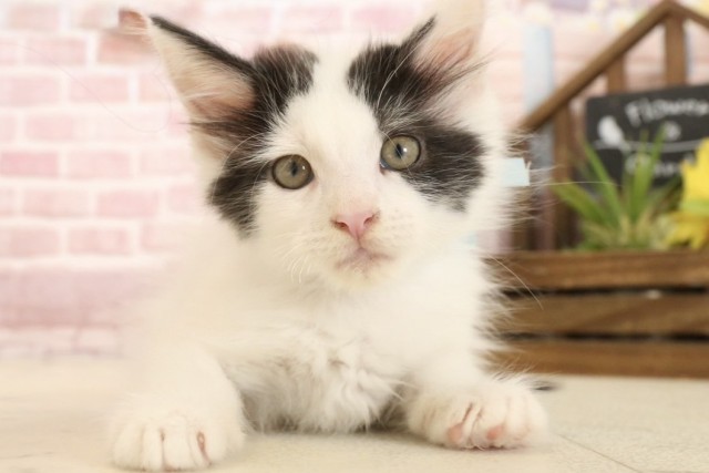 広島県のメインクーン (Coo&RIKU広島中央店/2025年3月7日生まれ/男の子/ブラックホワイト)の子猫