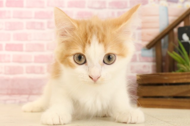 福岡県のラガマフィン (Coo&RIKU黒崎店/2025年3月3日生まれ/男の子/レッドタビーホワイト)の子猫