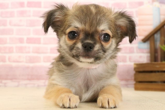 兵庫県のチワワ(ロング) (Coo&RIKU尼崎店/2025年3月19日生まれ/女の子/フォーンホワイト)の子犬