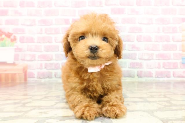 千葉県のトイプードル(トイ) (Coo&RIKU木更津店/2025年3月9日生まれ/女の子/レッド)の子犬