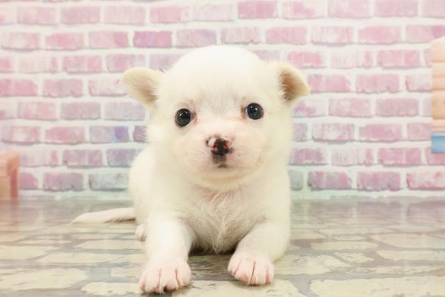 青森県のチワワ(ロング) (Coo&RIKU八戸店/2025年3月23日生まれ/女の子/ホワイトクリーム)の子犬