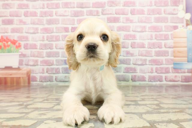 青森県のアメリカンコッカースパニエル (Coo&RIKU八戸店/2025年3月23日生まれ/男の子/バフ)の子犬
