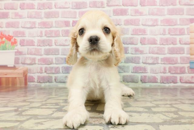 福井県のアメリカンコッカースパニエル (Coo&RIKU福井店/2025年3月23日生まれ/男の子/バフ)の子犬