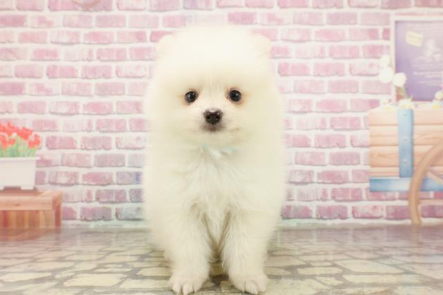北海道のポメラニアン (Coo&RIKU函館店/2025年3月23日生まれ/男の子/クリーム)の子犬