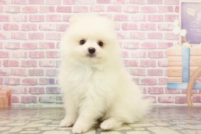 北海道のポメラニアン (Coo&RIKU函館店/2025年3月23日生まれ/男の子/クリーム)の子犬の2枚目の画像