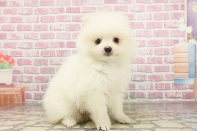 北海道のポメラニアン (Coo&RIKU函館店/2025年3月23日生まれ/男の子/クリーム)の子犬の3枚目の画像