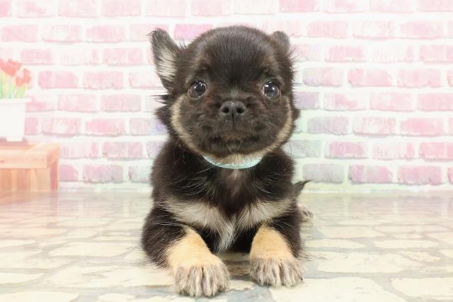 青森県のチワワ(ロング) (Coo&RIKU八戸店/2025年3月17日生まれ/男の子/ブラックタンホワイト)の子犬