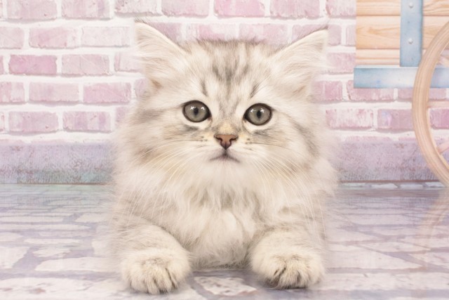 大阪府のサイベリアン (Coo&RIKU茶屋町店/2025年3月11日生まれ/男の子/シルバータビー)の子猫
