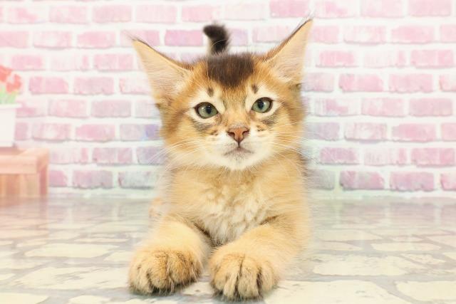 神奈川県のソマリ (Coo&RIKU小田原店/2025年3月20日生まれ/男の子/ルディ)の子猫