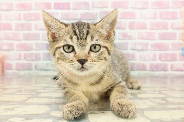 栃木県のマンチカン (Coo&RIKU宇都宮店/2025年3月23日生まれ/女の子/ブラウンタビー)の子猫