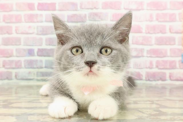栃木県のマンチカン (Coo&RIKU足利店/2025年3月23日生まれ/女の子/ブルーホワイト)の子猫