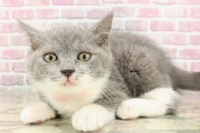 栃木県のマンチカン (Coo&RIKU足利店/2025年3月23日生まれ/女の子/ブルーホワイト)の子猫の2枚目の画像