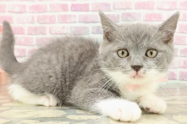 栃木県のマンチカン (Coo&RIKU足利店/2025年3月23日生まれ/女の子/ブルーホワイト)の子猫の3枚目の画像