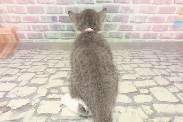 栃木県のマンチカン (Coo&RIKU足利店/2025年3月23日生まれ/女の子/ブルーホワイト)の子猫の4枚目の画像