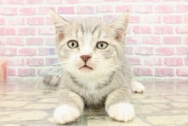 東京都のマンチカン (Coo&RIKU八王子西店/2025年3月23日生まれ/男の子/ブルータビーホワイト)の子猫