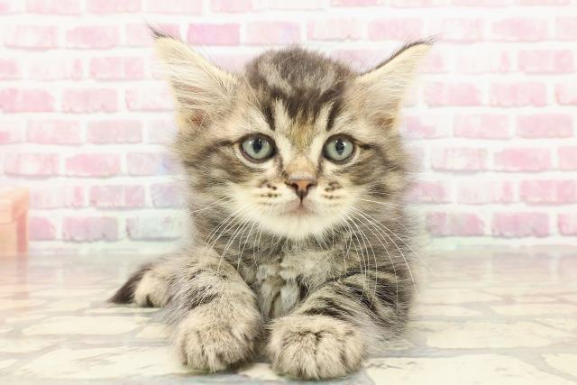 青森県のサイベリアン (Coo&RIKU弘前店/2025年3月23日生まれ/男の子/ブラウンタビー)の子猫