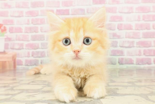 東京都のサイベリアン (Coo&RIKU板橋店/2025年3月23日生まれ/女の子/レッドタビー)の子猫