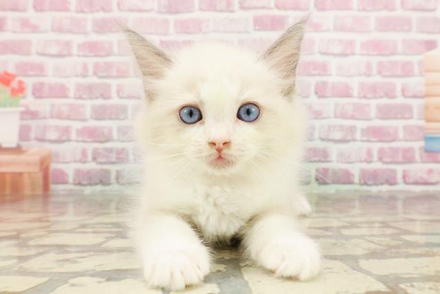 栃木県のラグドール (Coo&RIKU宇都宮店/2025年3月22日生まれ/女の子/ブルーポイントバイカラー)の子猫