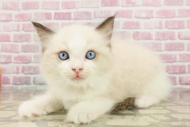 栃木県のラグドール (Coo&RIKU足利店/2025年3月22日生まれ/女の子/シールポイントバイカラー)の子猫の2枚目の画像