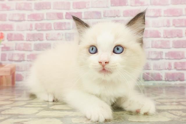 栃木県のラグドール (Coo&RIKU足利店/2025年3月22日生まれ/女の子/シールポイントバイカラー)の子猫の3枚目の画像